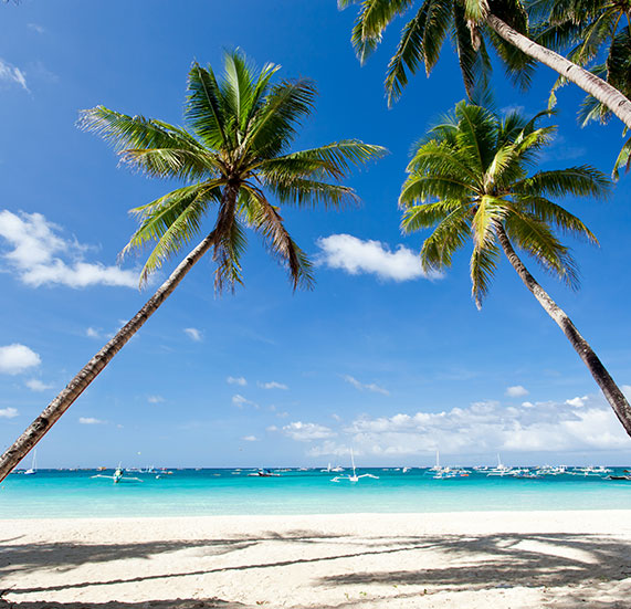 Beautiful coconut trees near the seashore