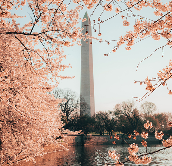 Washingtons monuments with orange flower trees